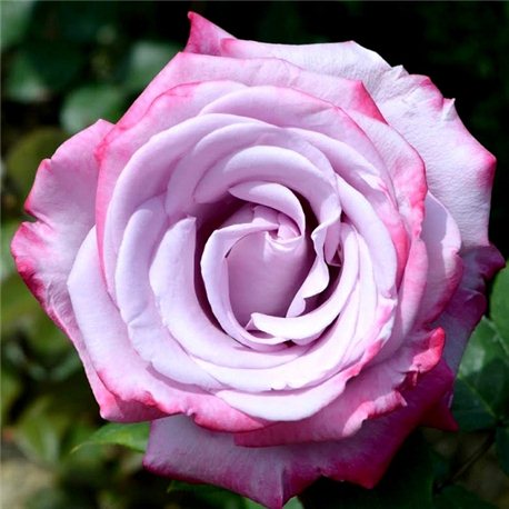Троянда чайно-гібридна Діп Перпл