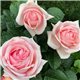 Роза чайно-гибридная Афродита