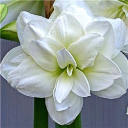 Гіпеаструм Amaryllis Akiko (Double) 1 цибулина