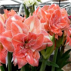 Гіпеаструм Amaryllis Sunshine Nymph (Double) 1 цибулина