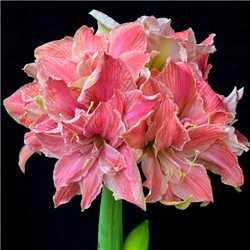 Гіпеаструм Amaryllis Sweet Nymph (Double) 1 цибулина