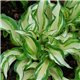 Хоста Kiwi Spearmint 1 растение