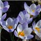 Крокус ранневесенний chrysanthus Blue Pearl 10 луковиц
