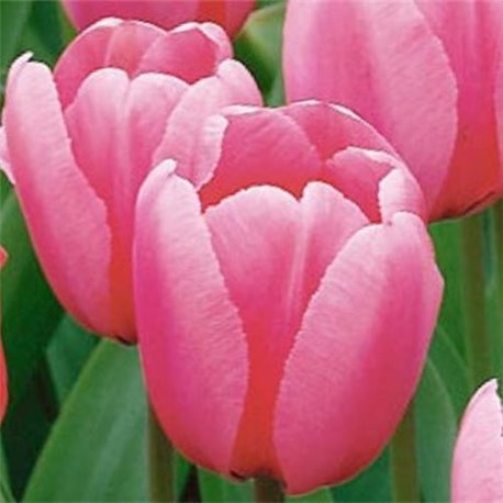 Тюльпан класичний Дарвіна Pink  Impression 20 цибулин