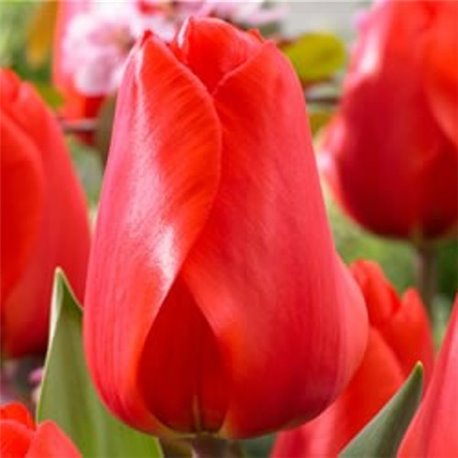 Тюльпан класичний Дарвіна Red Impression 20 цибулин