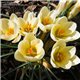 Крокус ранневесенний chrysanthus Cream Beauty 10 луковиц