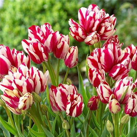 Тюльпан многоцветковый Flaming Club 1 луковица