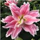 Лилия махровая Roselily Juana 1 луковица