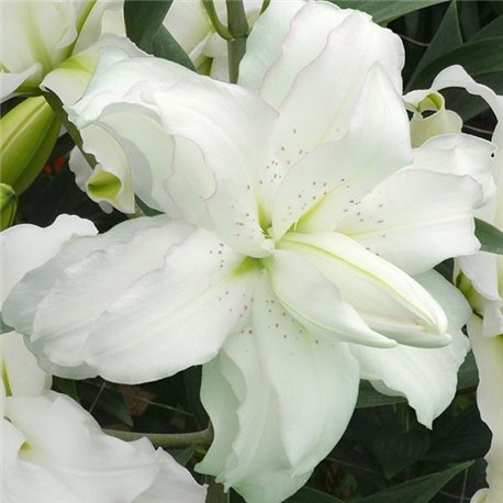 Лилия махровая Lotus Beauty 1 луковица