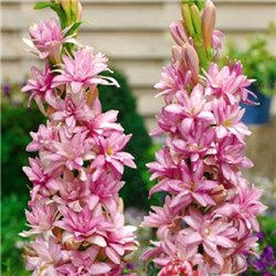 Тубероза tuberosa Pink Saphier 1 цибулина