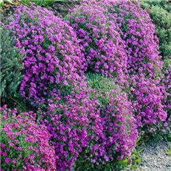 Обриета садовая Пурпурная