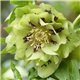 Морозник махровий Ellen Green (1 рослина)