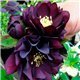 Морозник махровый Ellen Purple (1 растение)