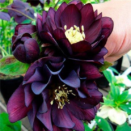 Морозник махровый Ellen Purple (1 растение)