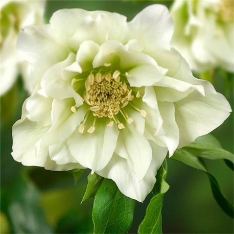Морозник махровый White Promise (1 растение)