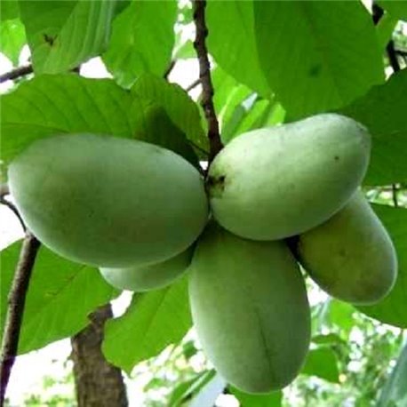 Азіміна трилоба Пао-Пао (бананове дерево)