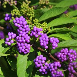 Калікарпа Callicarpa Issai