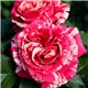 Роза чайно-гибридная Best Impression