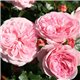 Роза пионовидная Mariatheresia