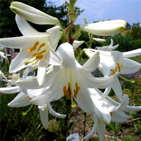 Лилия белоснежная лечебная Candidum 1 луковица