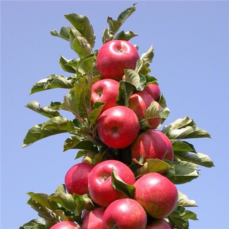 Яблуня колоновидна Джина