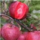 Яблуня червоном’яса Джероміні