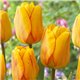 Тюльпан класичний Дарвіна Blushing Apeldoorn 3 цибулини