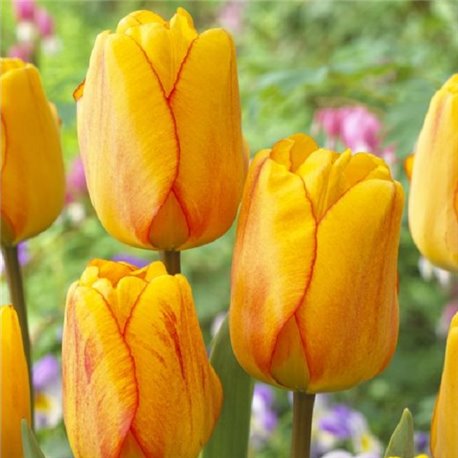 Тюльпан классический Дарвина Blushing Apeldoorn 3 луковицы