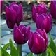 Тюльпан тріумф Purple Prince 3 цибулини