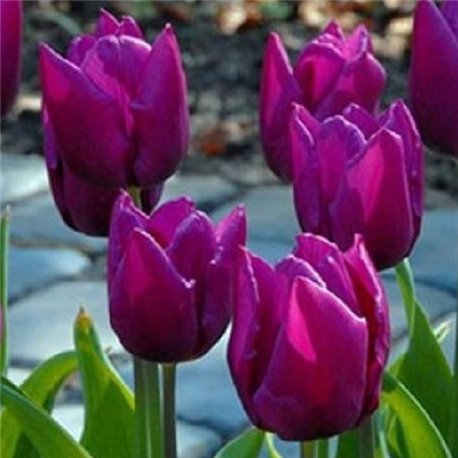 Тюльпан тріумф Purple Prince 3 цибулини