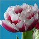 Тюльпан махровий Donato 3 цибулини