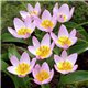 Тюльпан ботанический ранний Lilac Wonder 4 луковицы