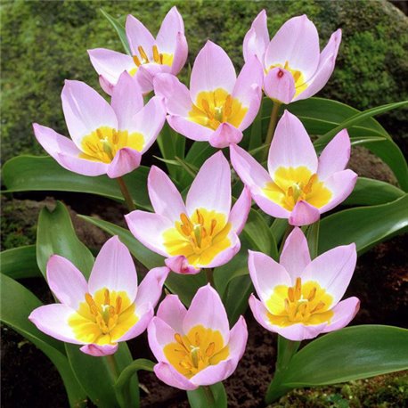 Тюльпан ботанический ранний Lilac Wonder 4 луковицы