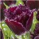 Тюльпан оторочений Purple Crystal 3 цибулини