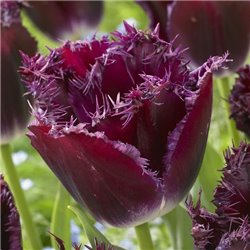 Тюльпан бахромчатый Purple Crystal 3 луковицы