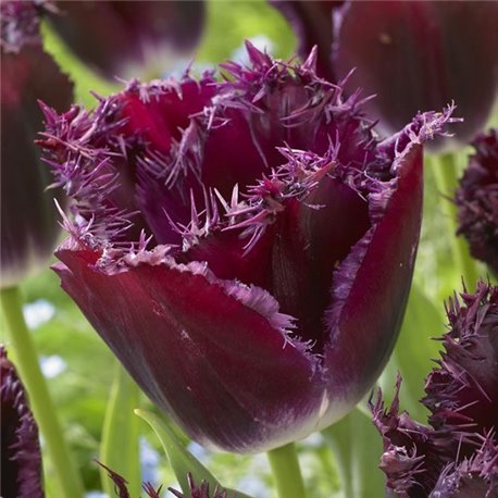 Тюльпан бахромчатый Purple Crystal 3 луковицы