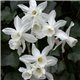 Нарцисс батанический Thalia 1 луковица