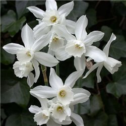 Нарцисс батанический Thalia 1 луковица