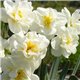Нарцисс ботанический многоцветковый Cherfulness 1 луковица