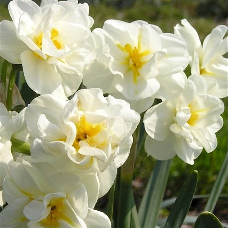 Нарцис ботанічний багатоквітковий Cherfulness 1 цибулина