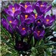 Крокус великоквітковий Flower Record 4 цибулини