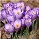 Крокус ранневесенний ботанический Barrs Purple 6 луковиц