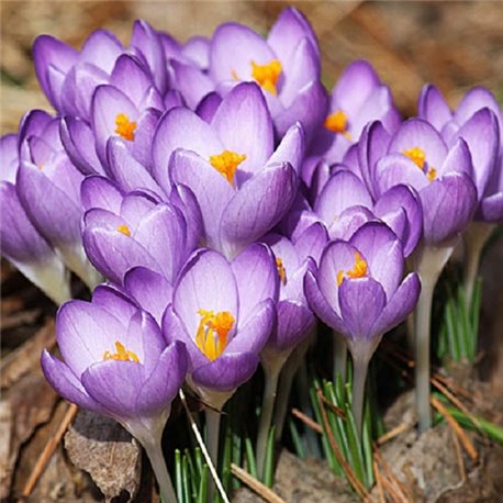 Крокус ранневесенний ботанический Barrs Purple 6 луковиц
