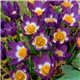 Крокус ранневесенний ботанический Tricolor 6 луковиц