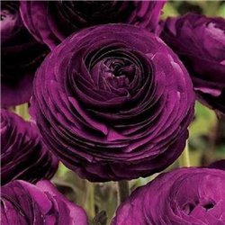 Лютик tomer Purple 3 луковицы