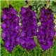 Гладиолус крупноцветковый Purple Flora 3 луковицы