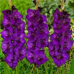 Гладіолус великоквітковий Purple Flora 3 цибулини