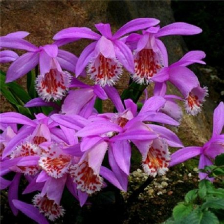 Орхидея Pleione Formosana 1 растение