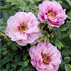 Пион древовидный Tree Peonies light pink 