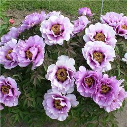 Півонія деревовидна Tree Peonies lilac